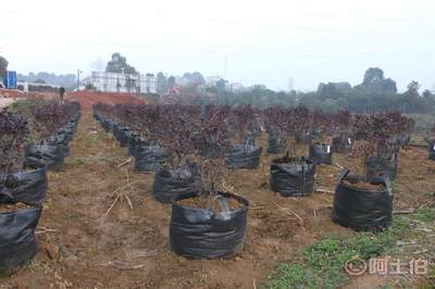 皓康耐老化高強藍莓花卉果蔬種植袋 創新工藝，助力綠色種植